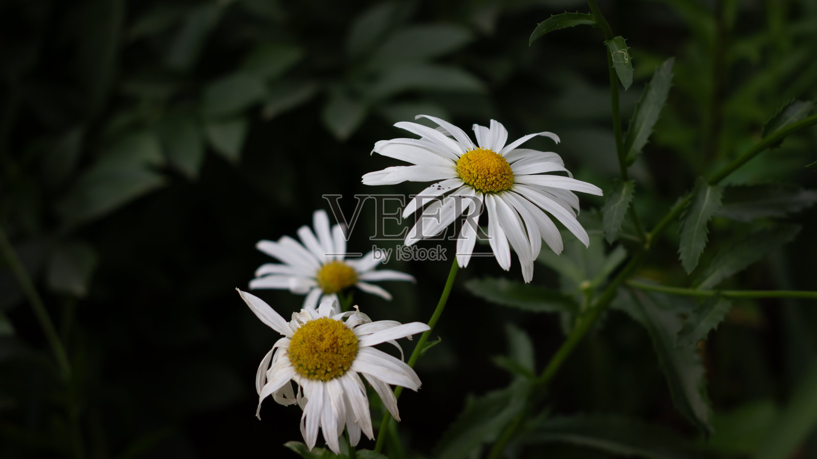 雏菊照片摄影图片
