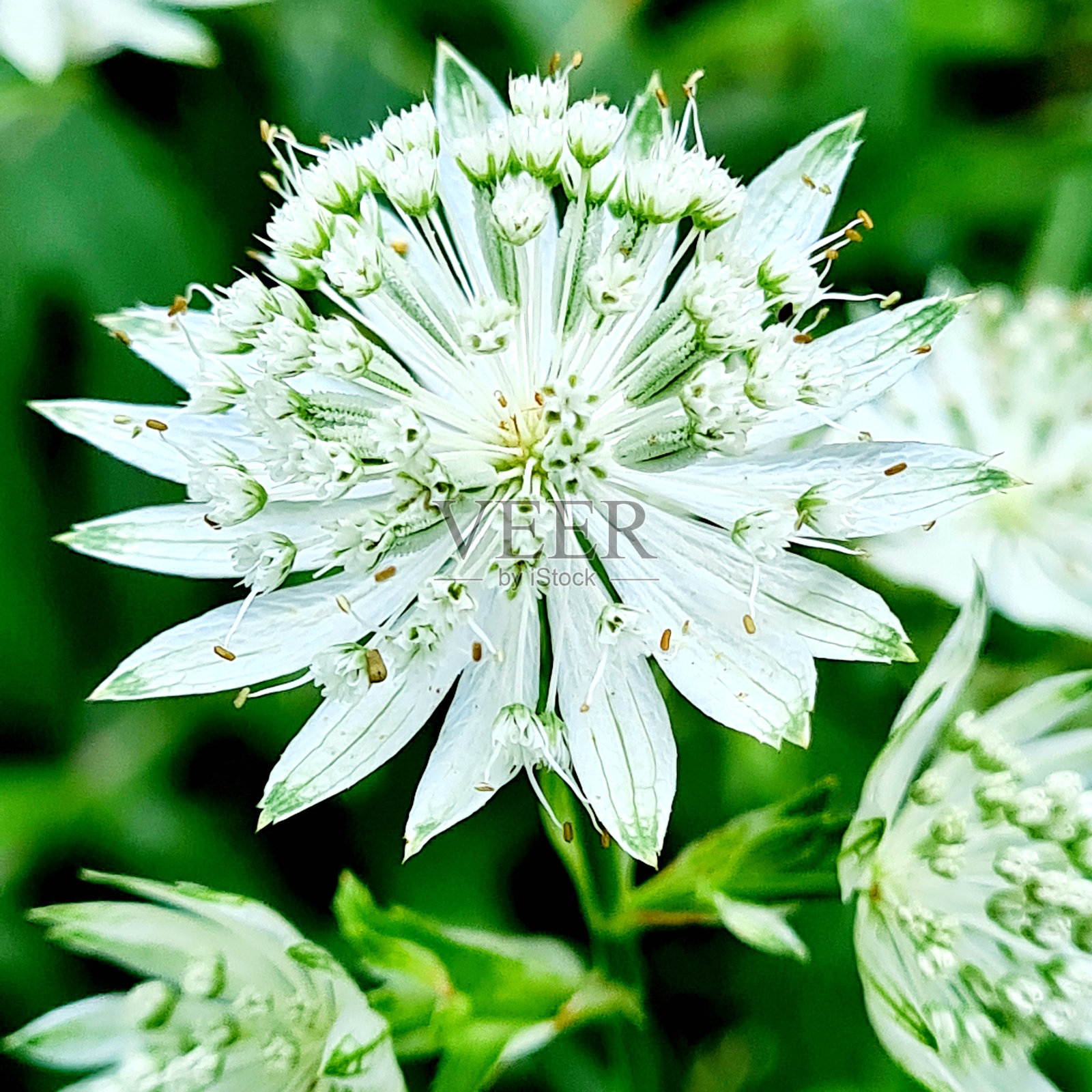 大槐花照片摄影图片