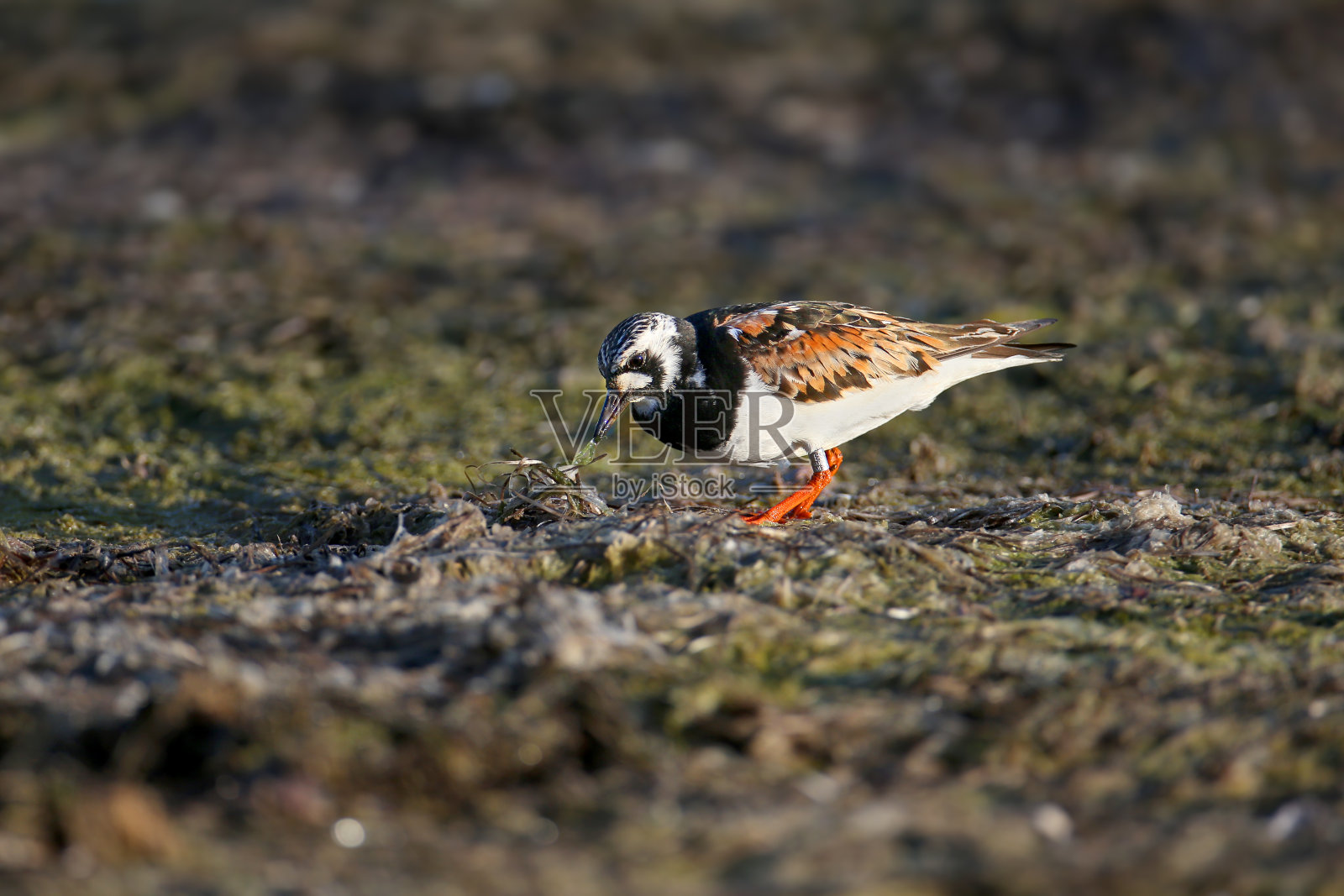 红润的转盘石(阿雷纳利亚翻译)照片摄影图片