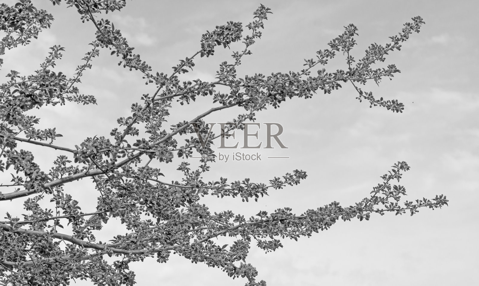 长满嫩芽的海棠树——印第安纳州霍华德县照片摄影图片