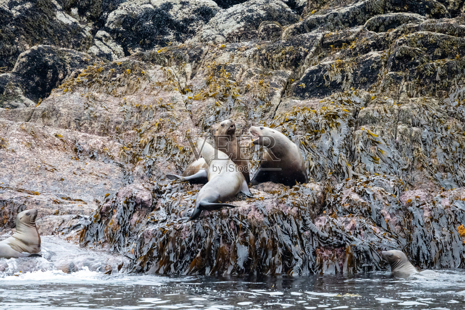 阿拉斯加史诗般的假期照片摄影图片