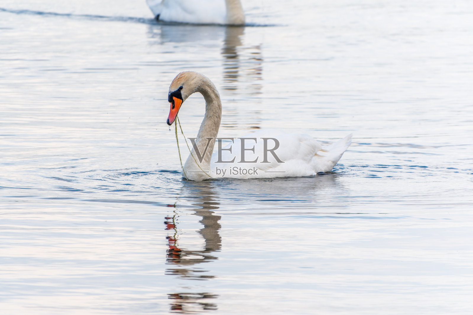 优雅的白天鹅在湖中游泳，天鹅在野外。一只白天鹅在湖中游泳的肖像。照片摄影图片