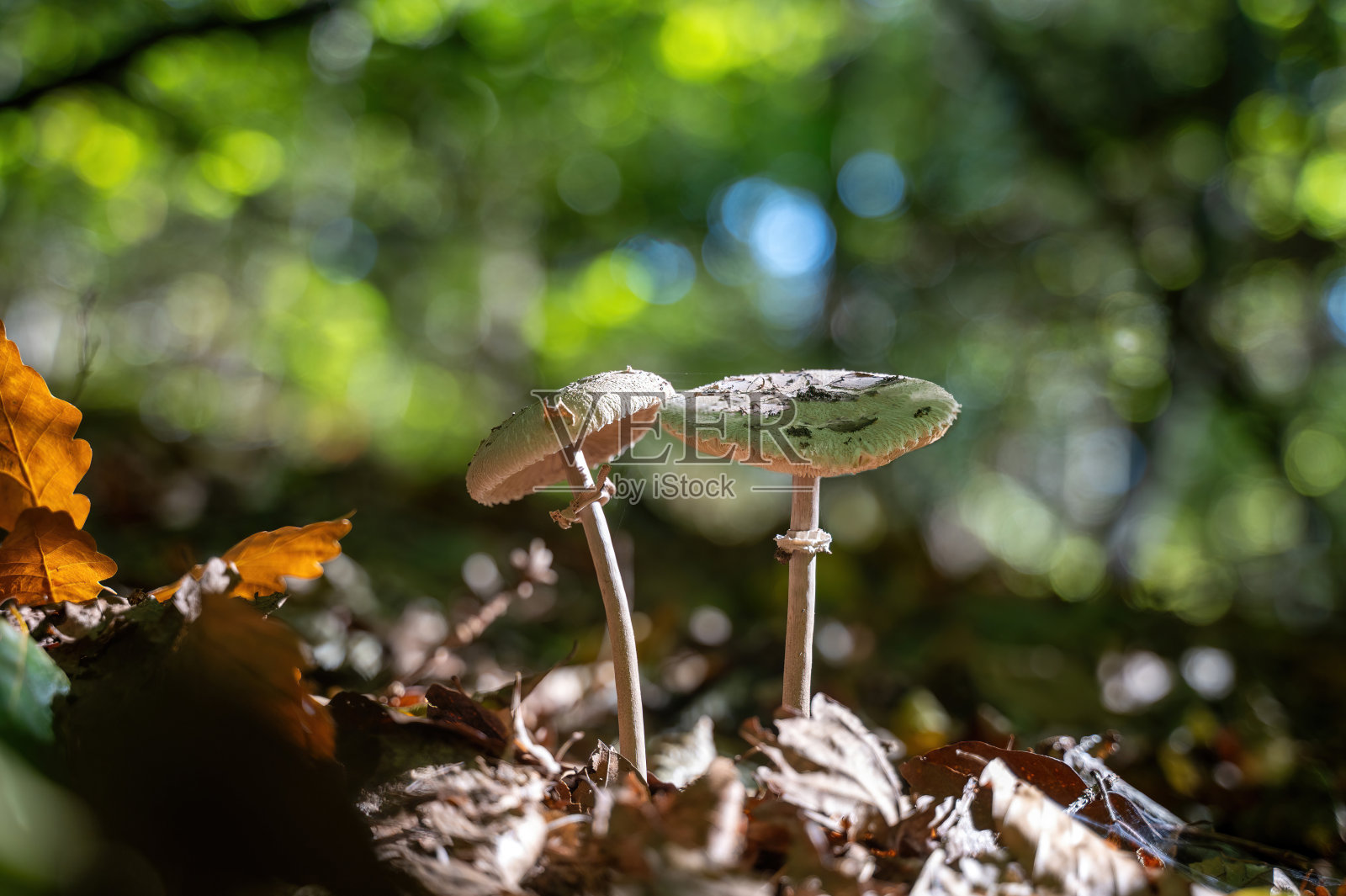 森林里的蘑菇照片摄影图片