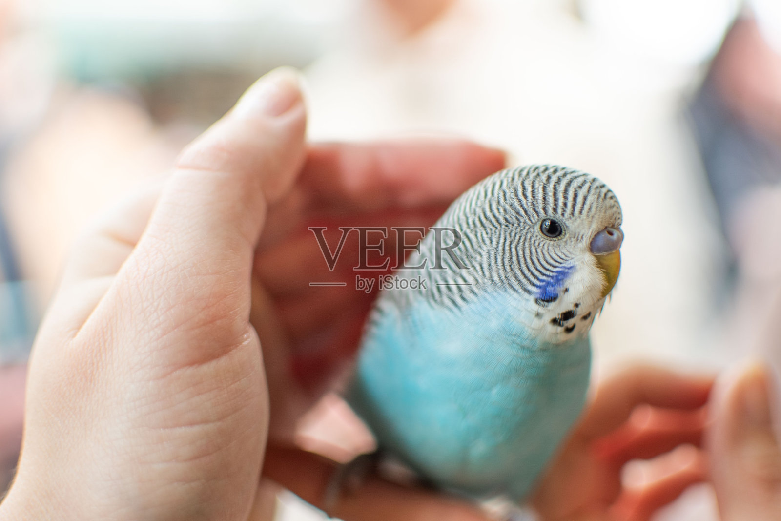 一只美丽的蓝色虎皮鹦鹉被轻轻地握在一个人的手中照片摄影图片
