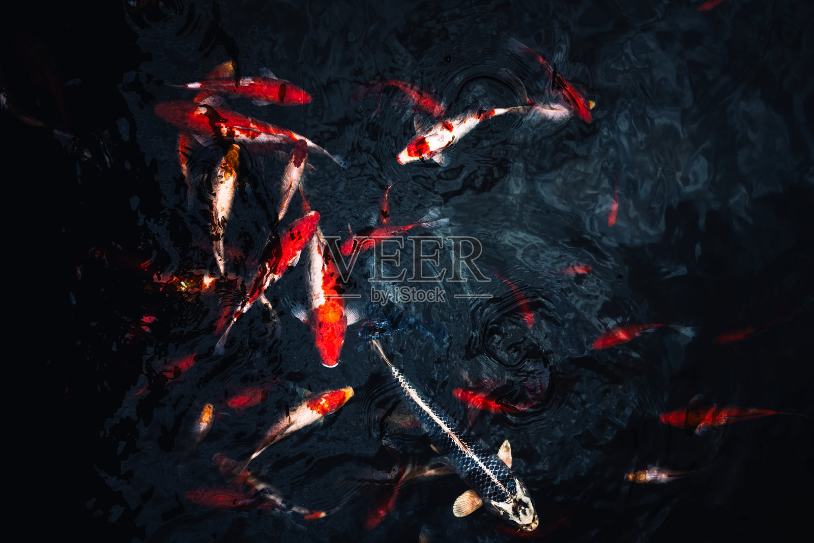 在池塘里游泳的锦鲤。抽象的背景。健美的。照片摄影图片