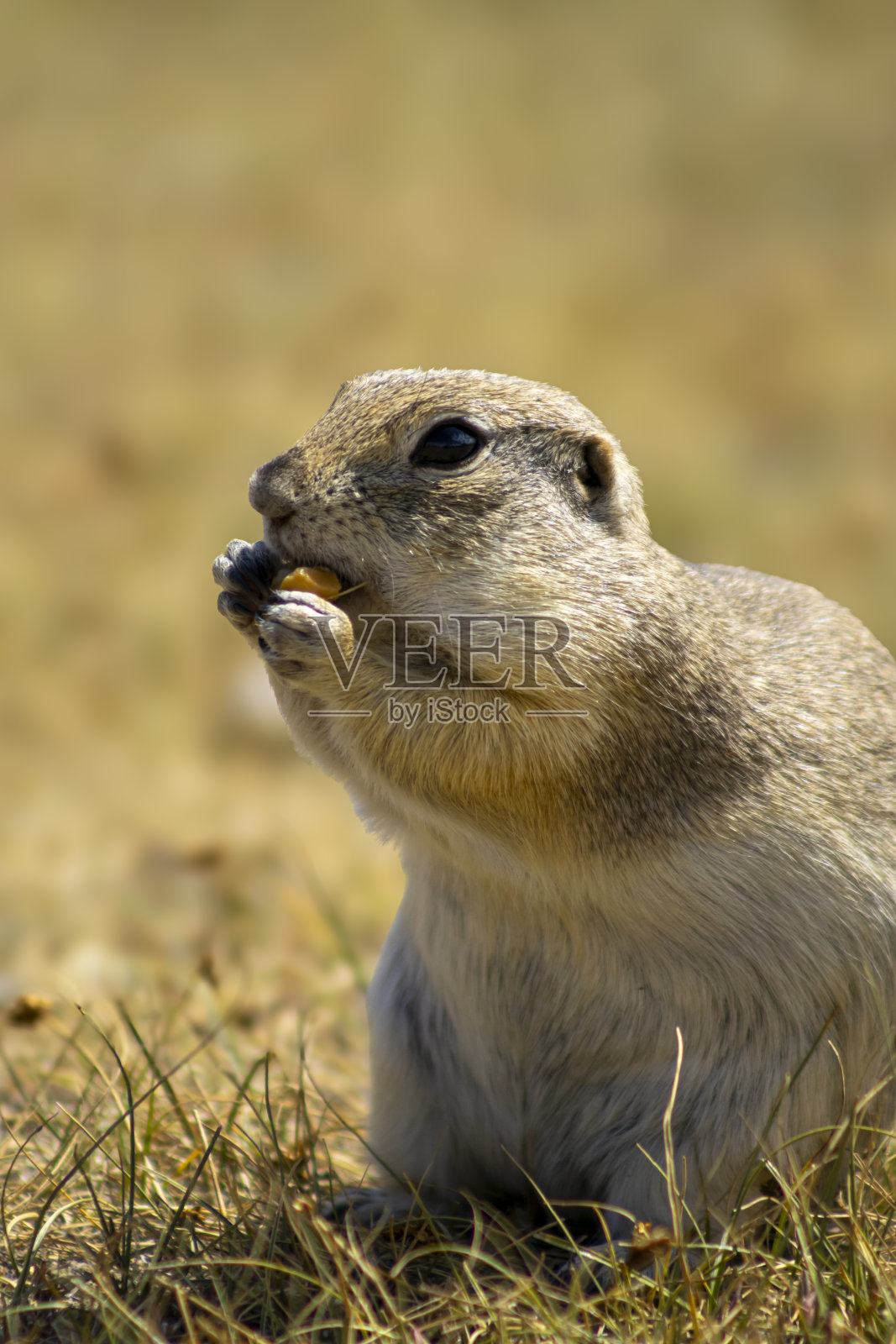 图片显示一只小松鼠坐在草地上吃东西。这只松鼠用前爪抓着食物，背景被模糊了，展示了草地和自然环境。照片摄影图片