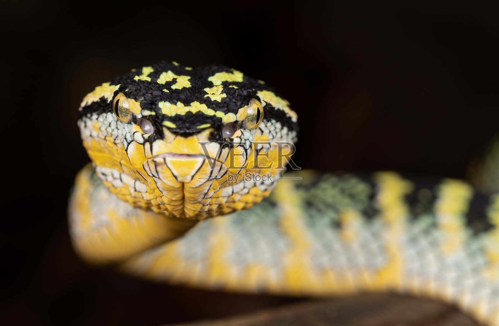 沃格勒蝮蛇照片摄影图片