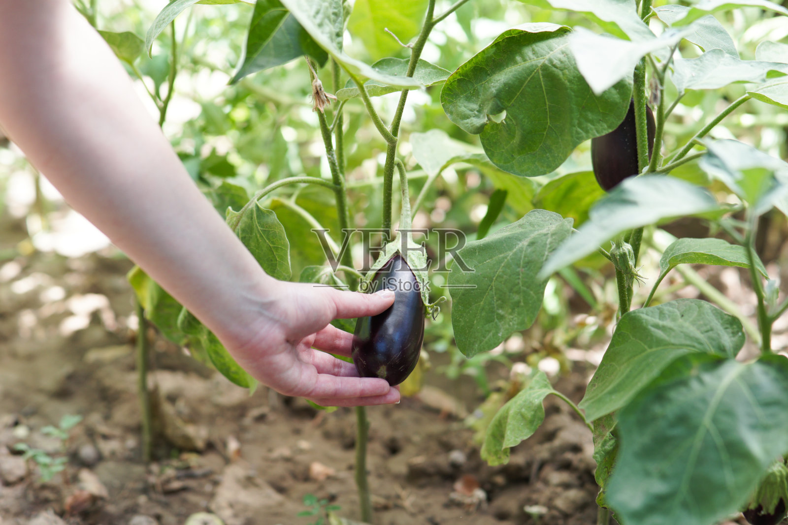 一个女人的手拿着一个小的有机茄子照片摄影图片