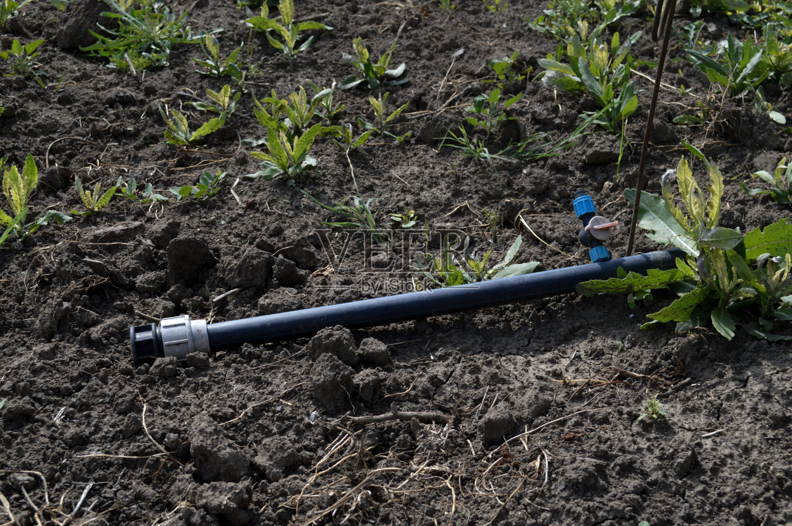 用植物幼芽灌溉土壤的软管照片摄影图片