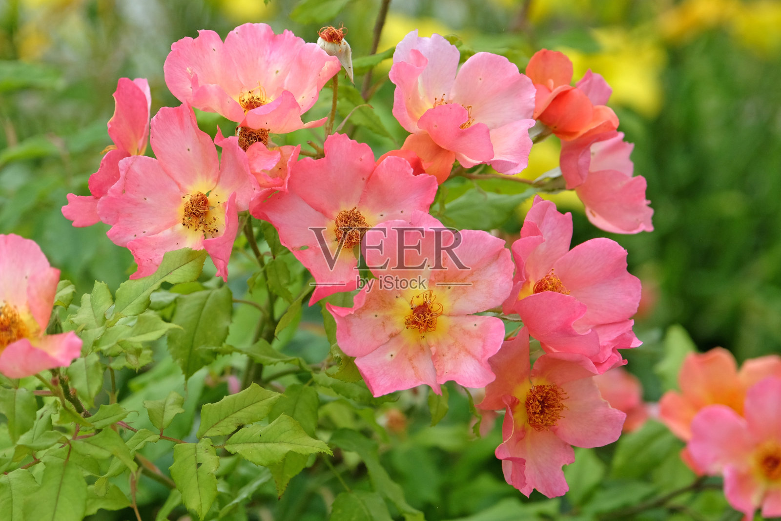 珊瑚粉色的灌木玫瑰，玫瑰晨雾澳洲火在开花。照片摄影图片