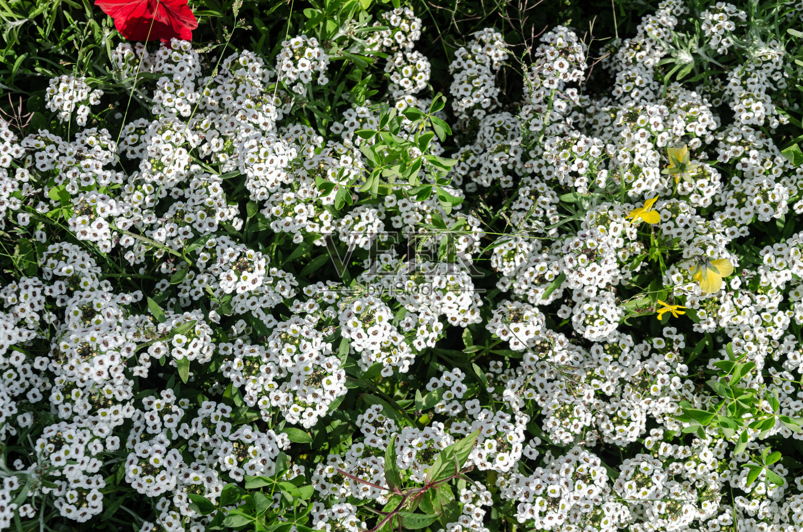 花园里的白色雪莲花照片摄影图片