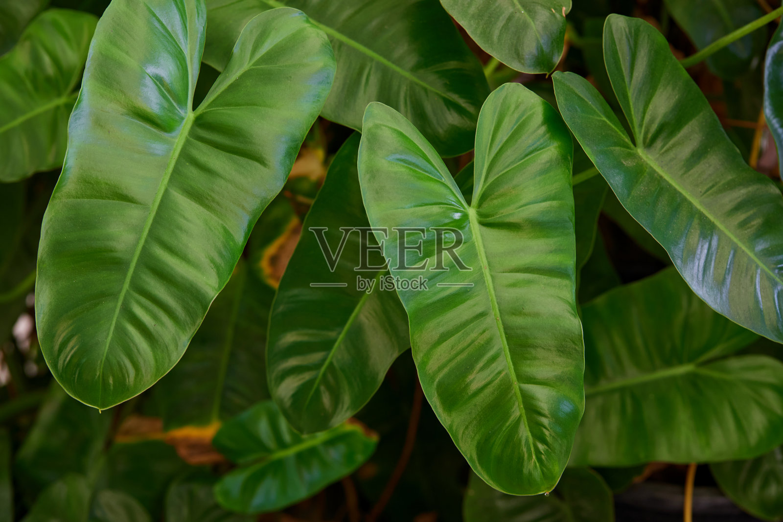 黄花莲叶子的特写照片摄影图片