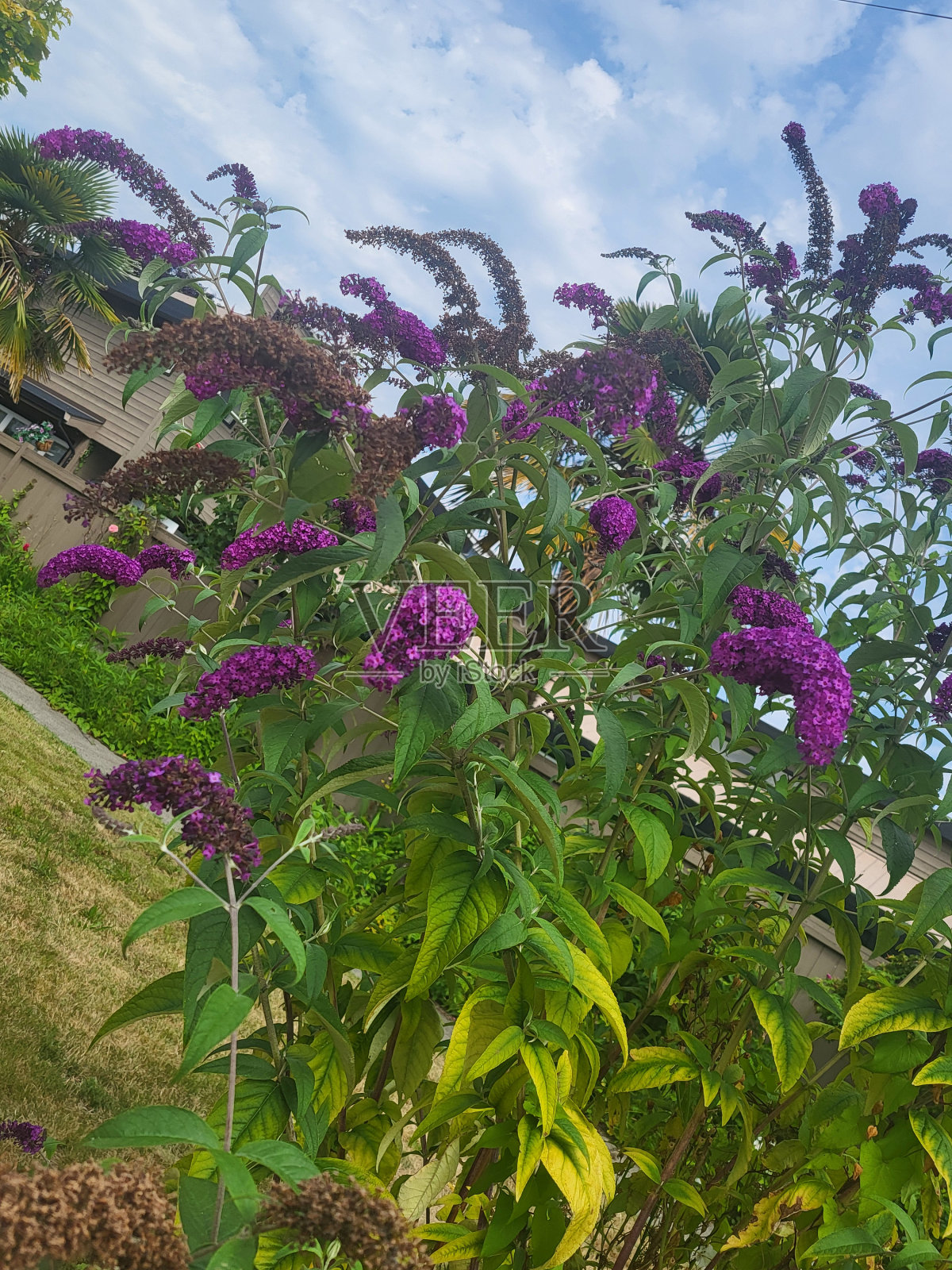 温哥华西点灰色社区的植物和景观，摄于2024年8月照片摄影图片