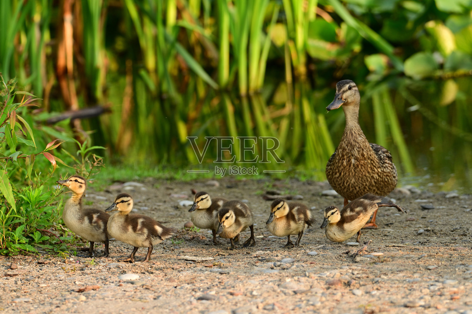 可爱的小绿头鸭和它们的妈妈照片摄影图片
