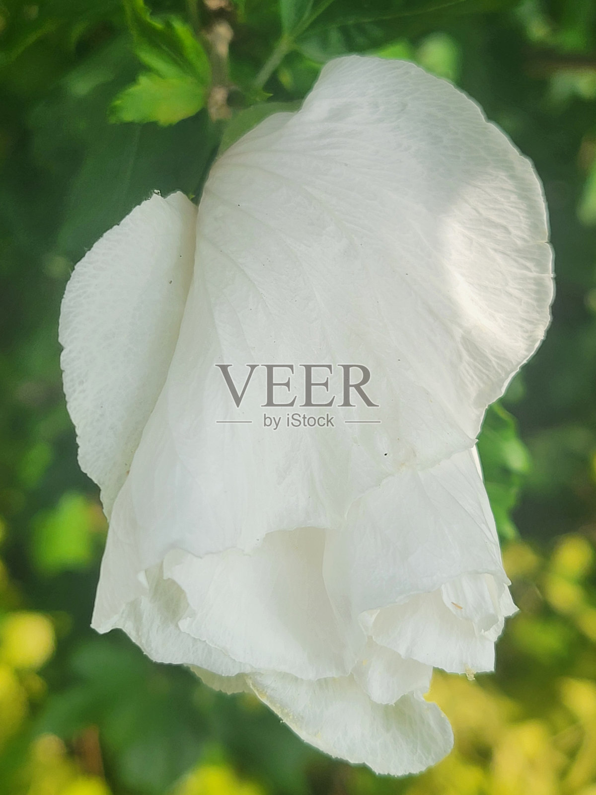 温哥华西点灰色社区的植物和景观，摄于2024年8月照片摄影图片