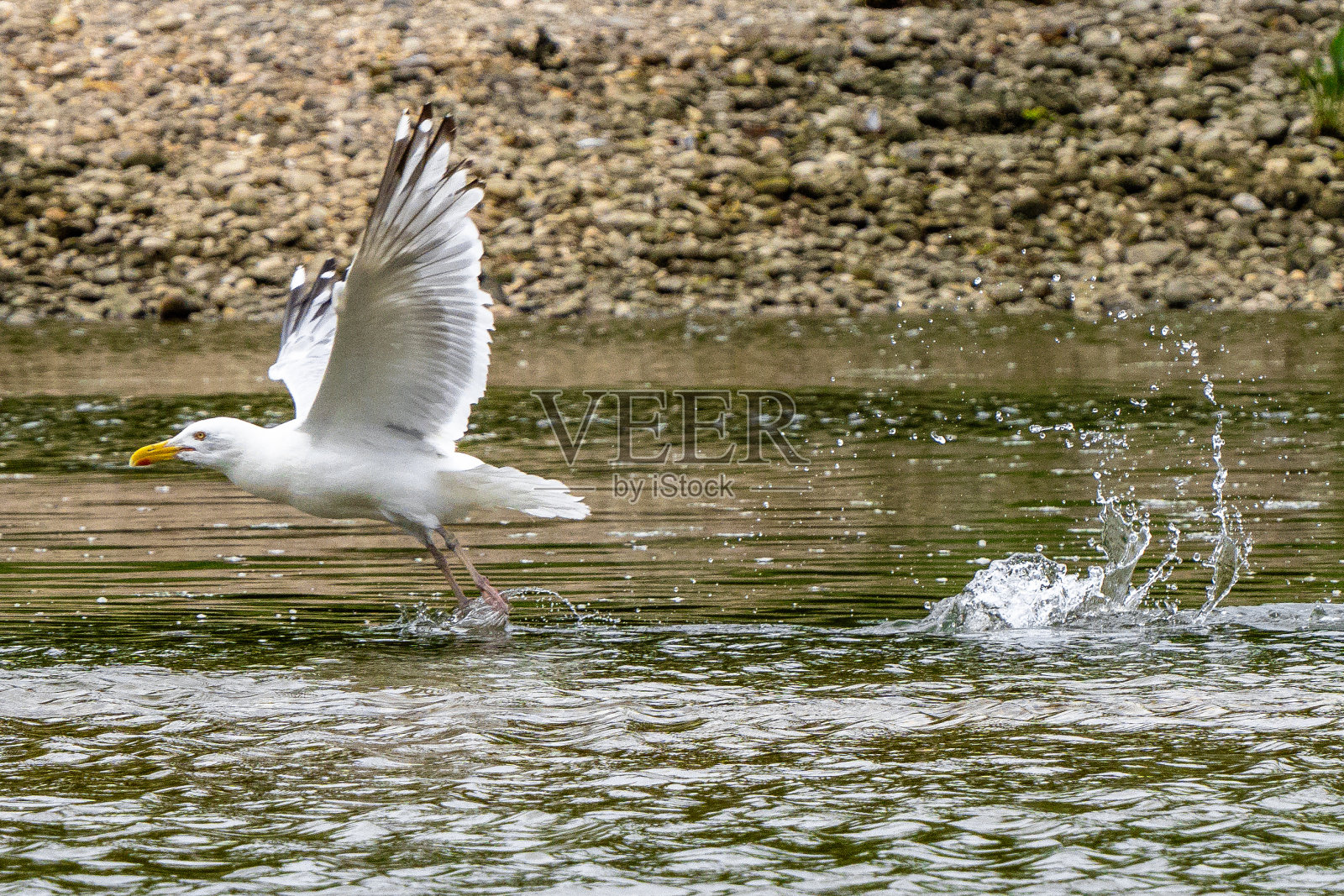 海鸥飞出海湾，飞了起来照片摄影图片
