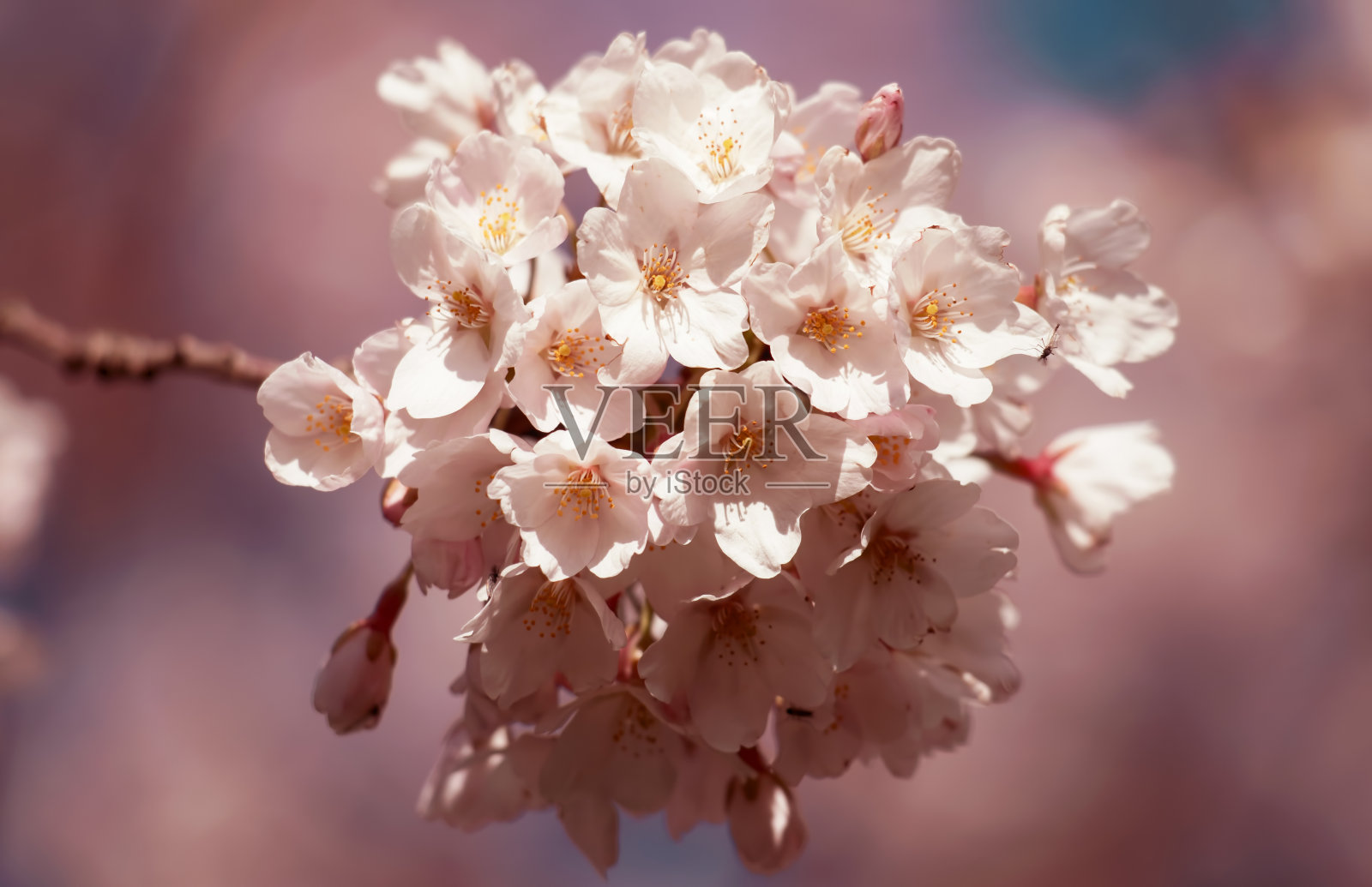 粉红樱花照片摄影图片