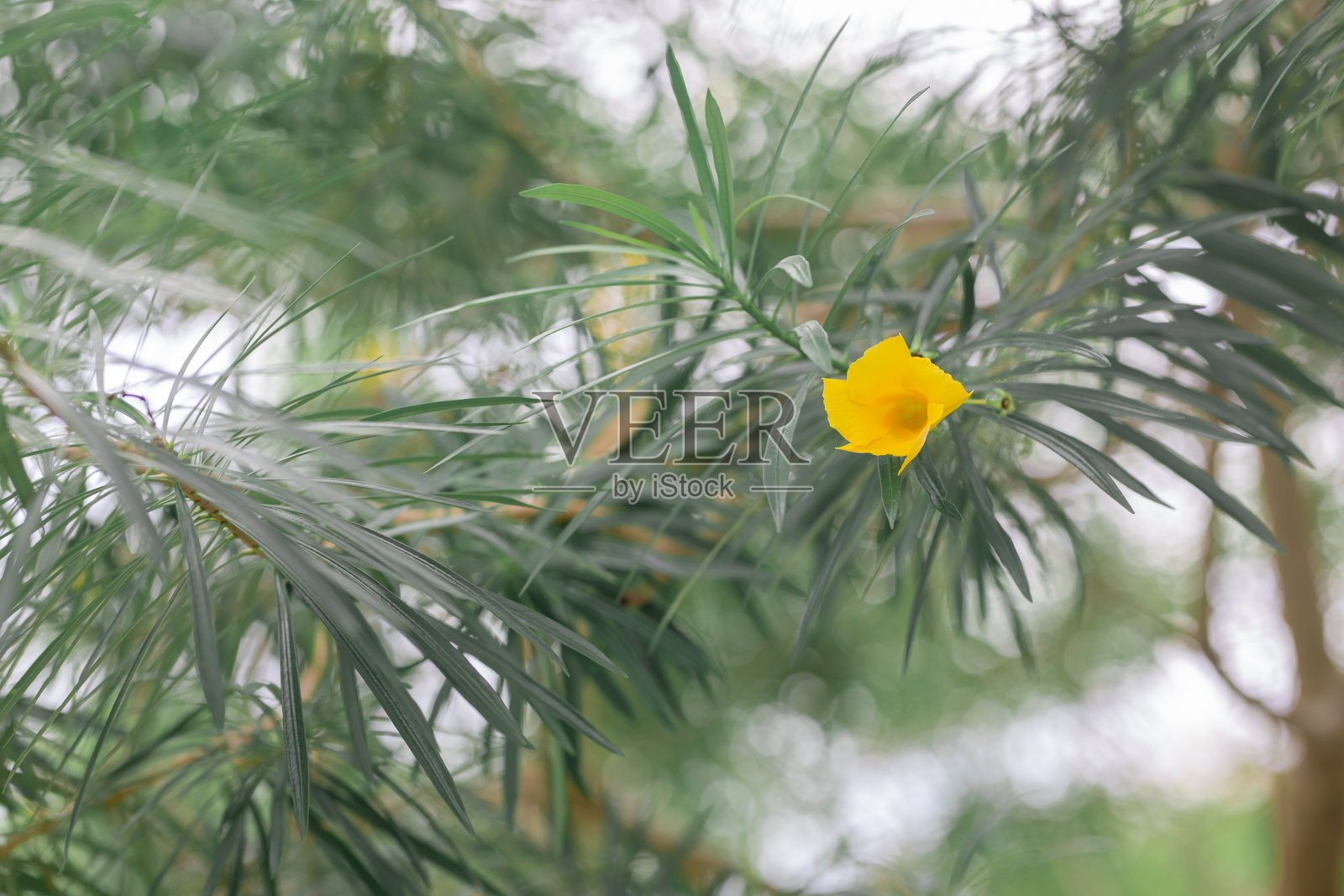 深黄色的花，绿色的叶子为背景照片摄影图片