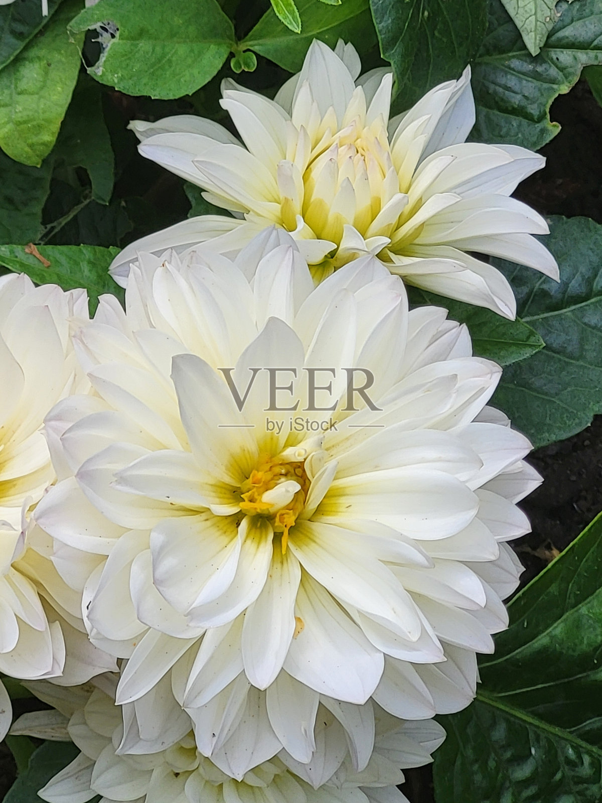 温哥华Kitsilano社区的植物和景观，摄于2024年8月照片摄影图片