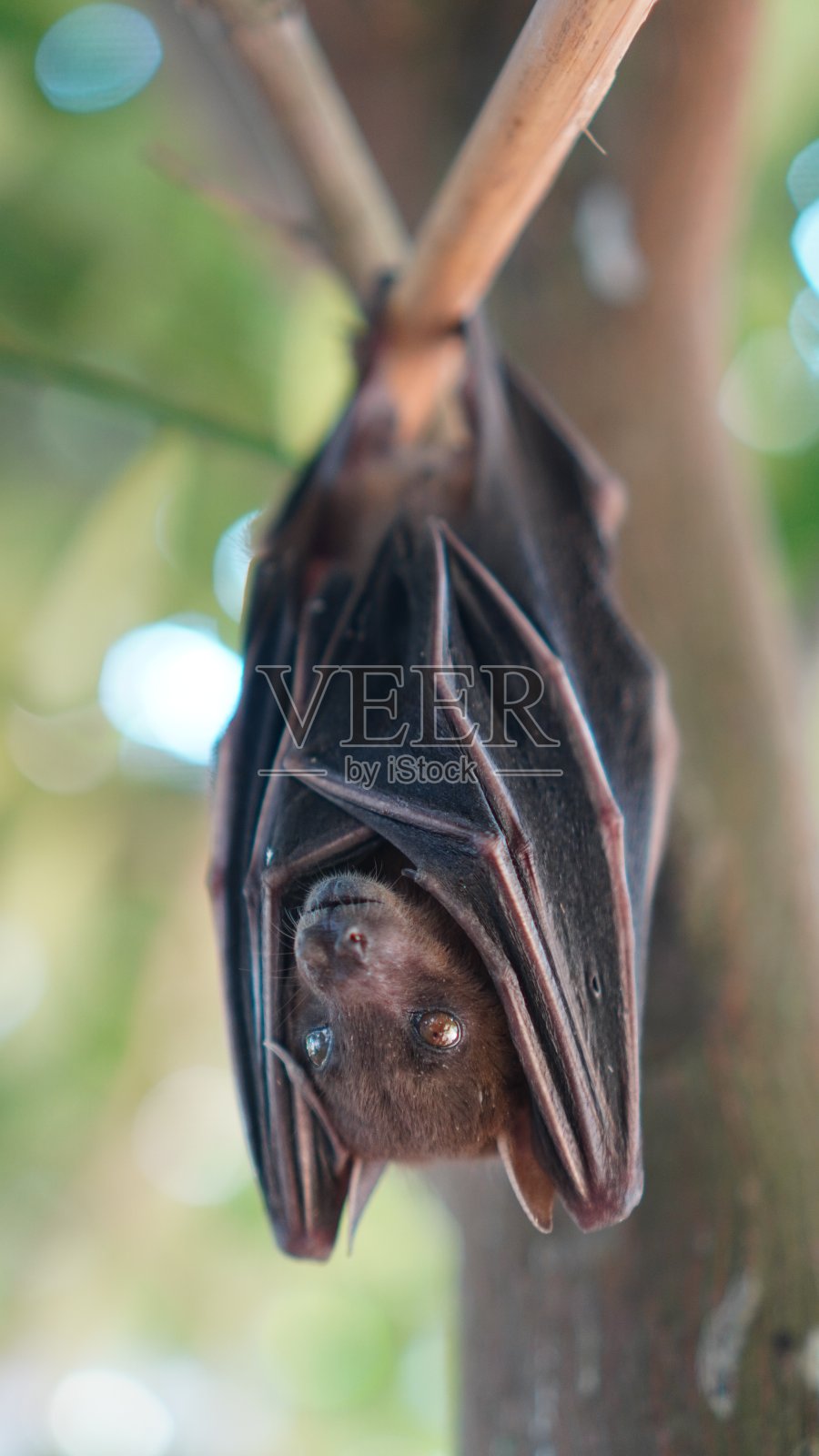 在树上的巨龙照片摄影图片