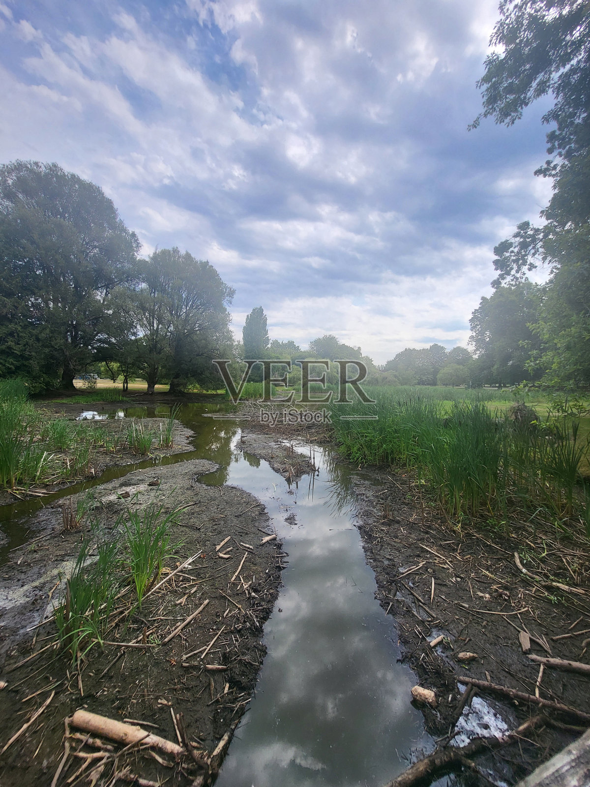 温哥华西点灰色社区的植物和景观，摄于2024年8月照片摄影图片