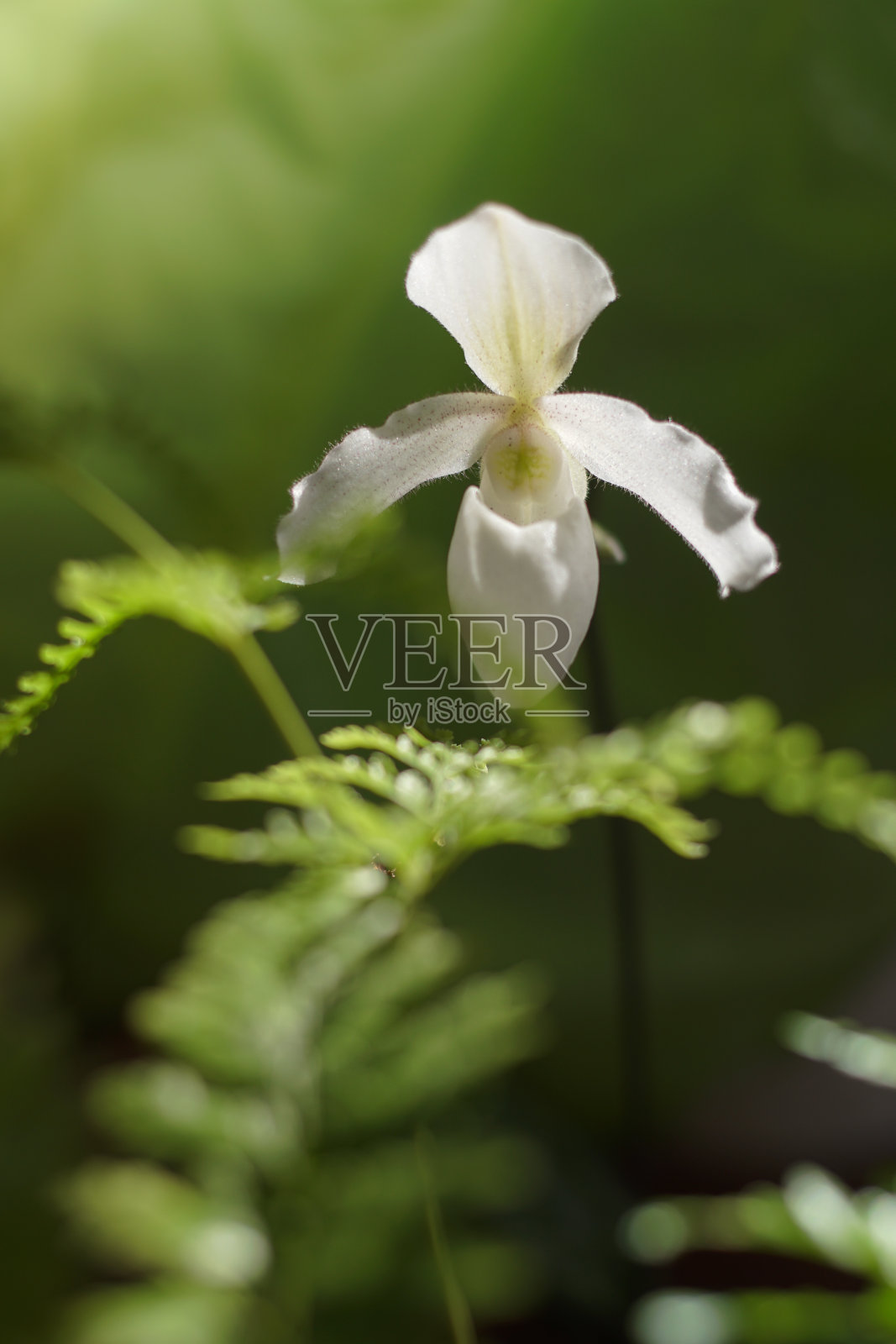 这是一种兰花，在泰国的苗圃里，自然背景是美丽的兰花。照片摄影图片