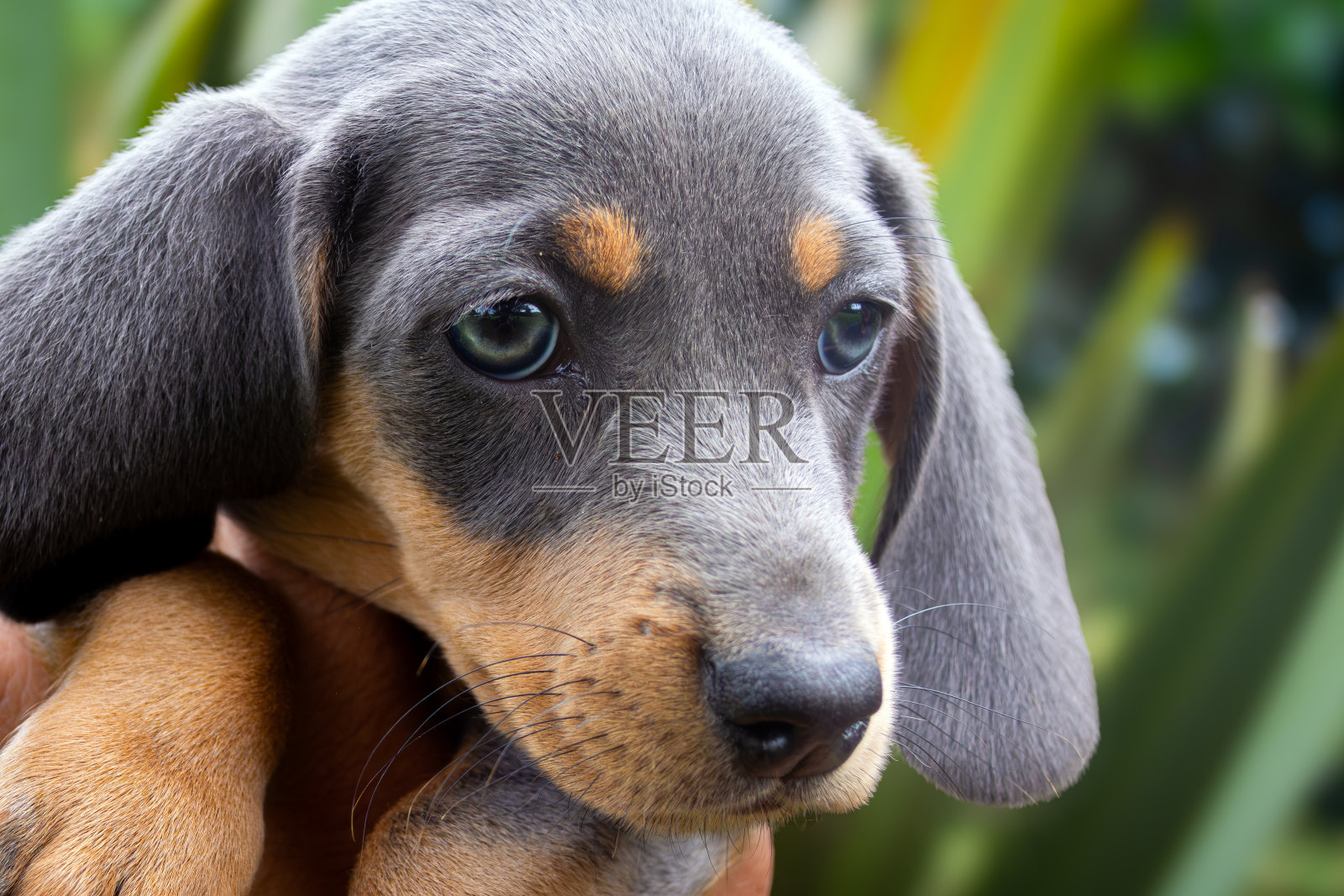 可爱的灰色和棕色腊肠小狗与美丽的蓝眼睛照片摄影图片