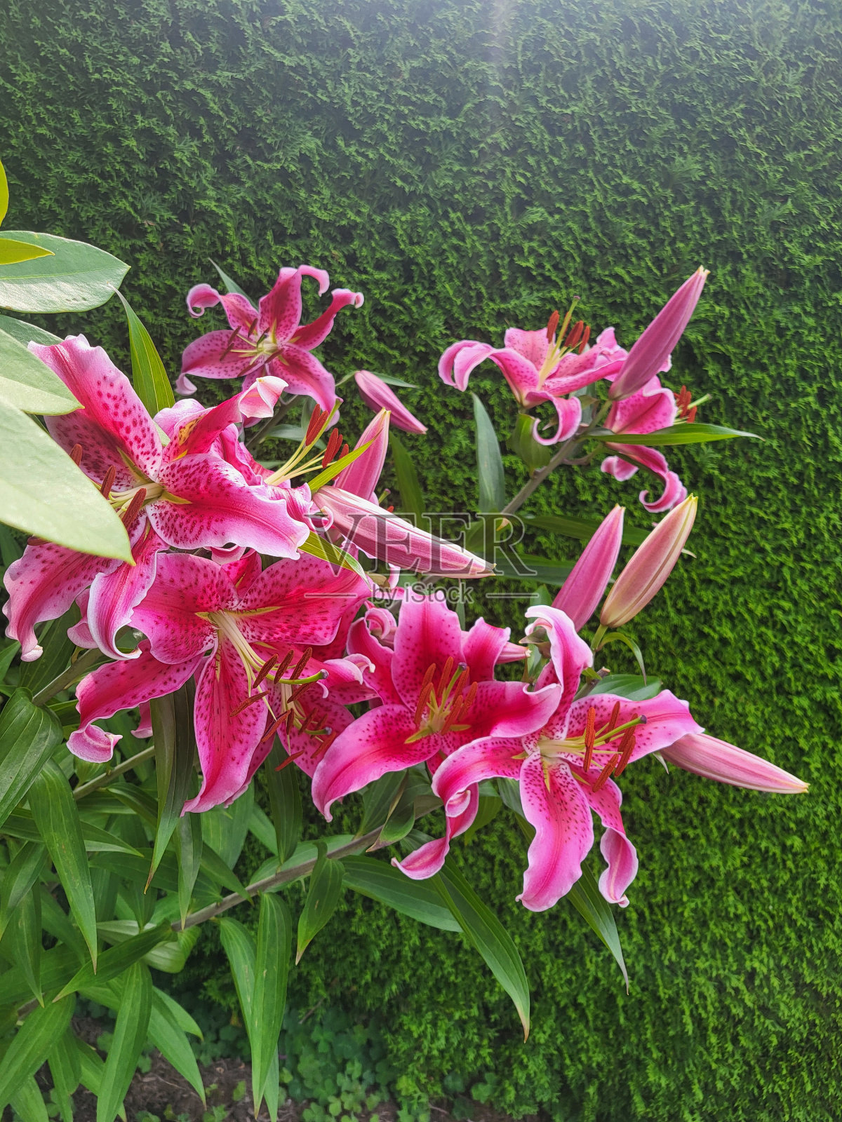 温哥华Kitsilano社区的植物和景观，摄于2024年8月照片摄影图片