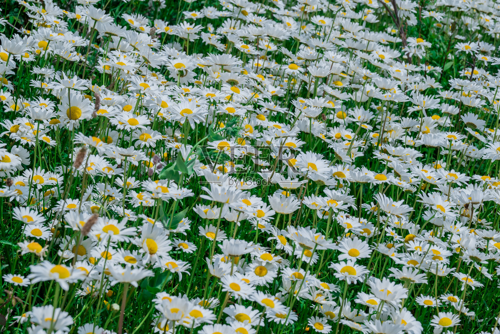 在花园里种花的照片照片摄影图片
