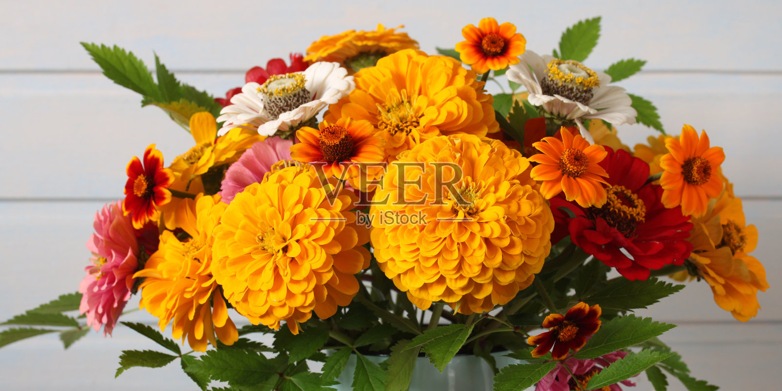 百日菊在花束中作为花香的背景。特写镜头。照片摄影图片