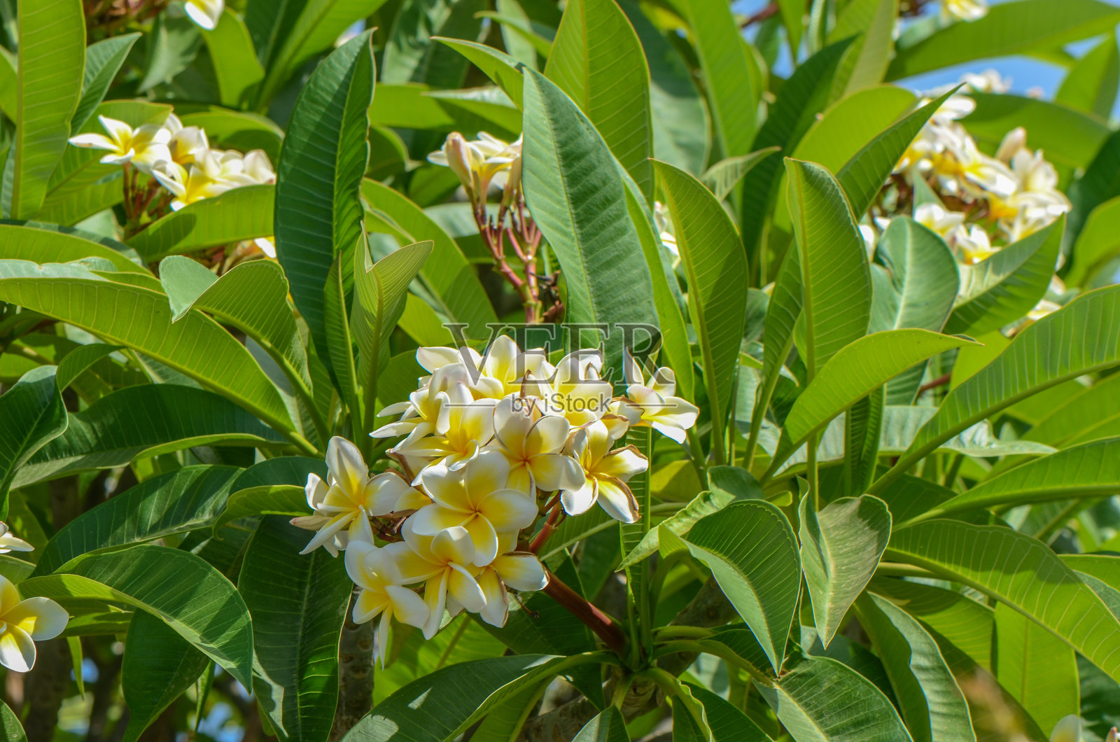 白色的金花属热带花卉，鸡蛋花属新鲜盛开照片摄影图片