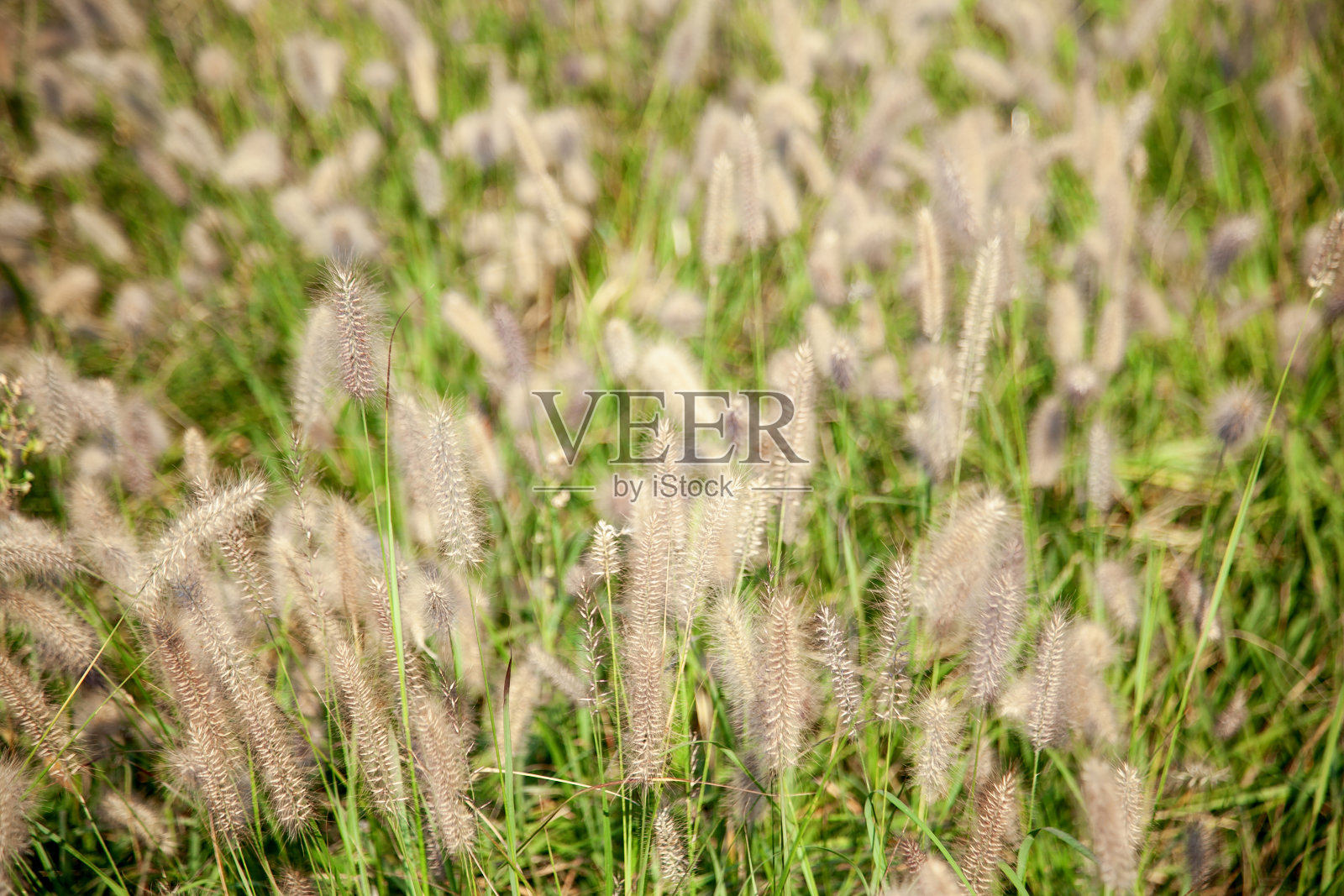 公园里晒干的狐尾草照片摄影图片