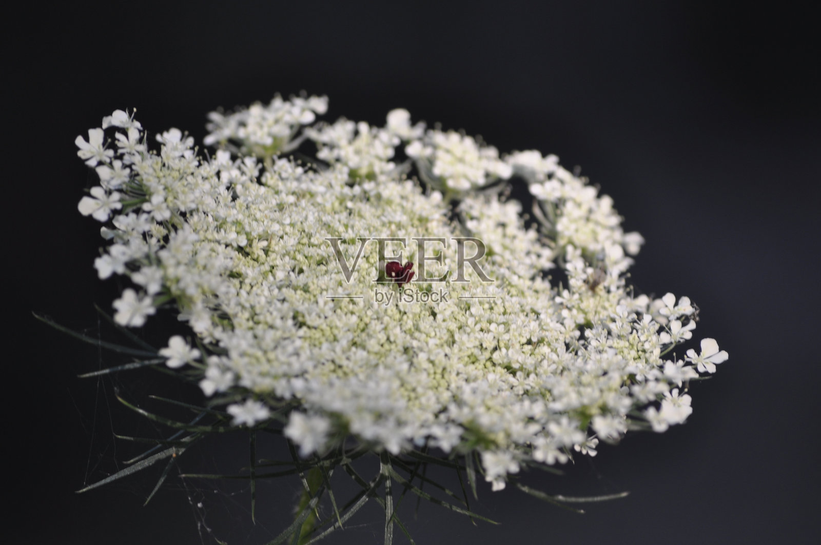 哥特式蕾丝照片摄影图片