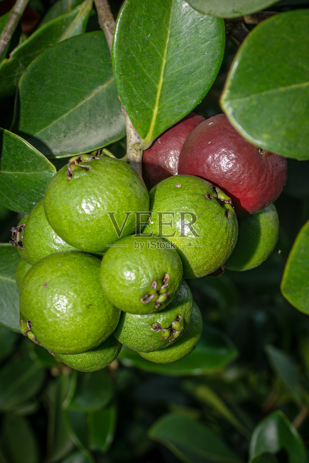 绿色和红色的草莓番石榴束照片摄影图片