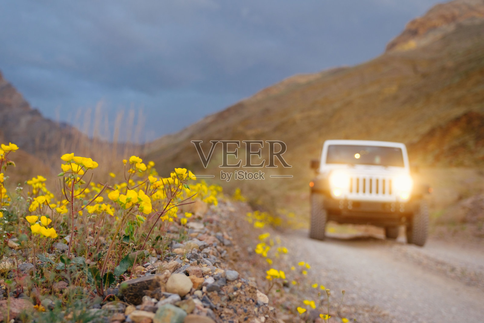 黄花映着天空照片摄影图片