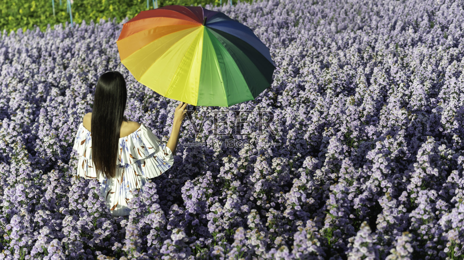 站在紫色马鞭草花场的亚洲妇女和站在山间花园欣赏美丽花朵的亚洲游客照片摄影图片