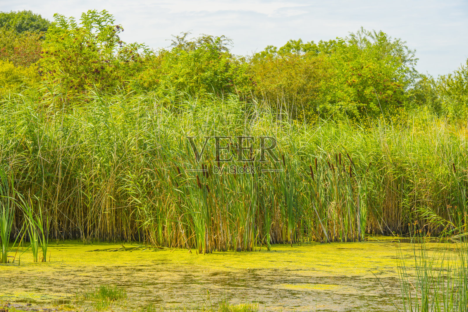 夏日日出时湿地上长满芦苇的湖岸照片摄影图片