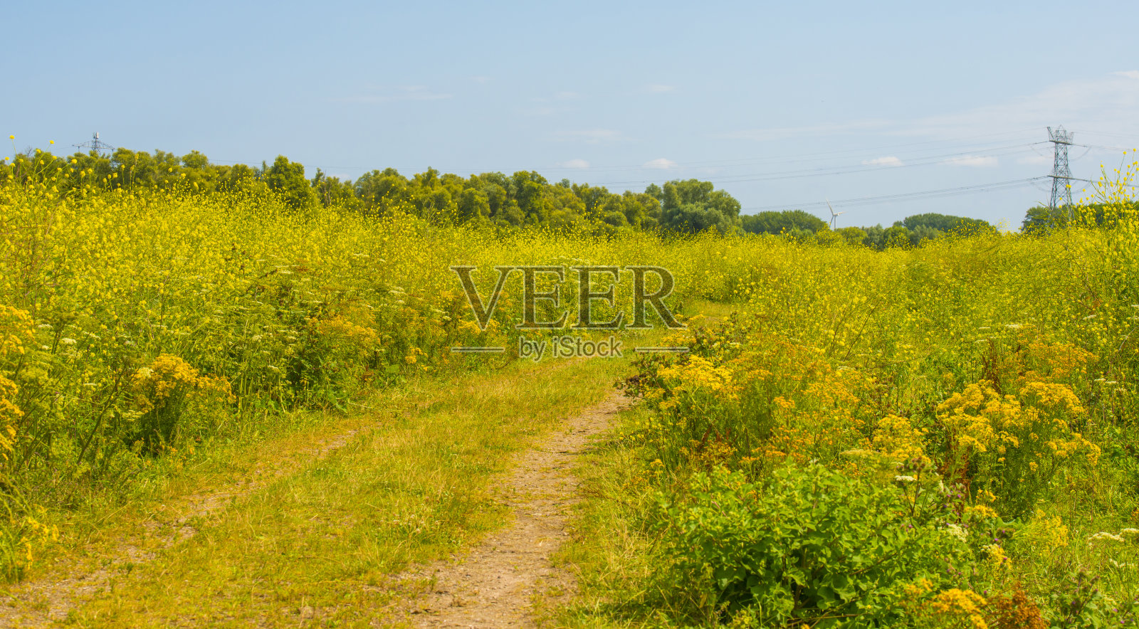 夏日日出时湿地上长满芦苇的湖岸照片摄影图片