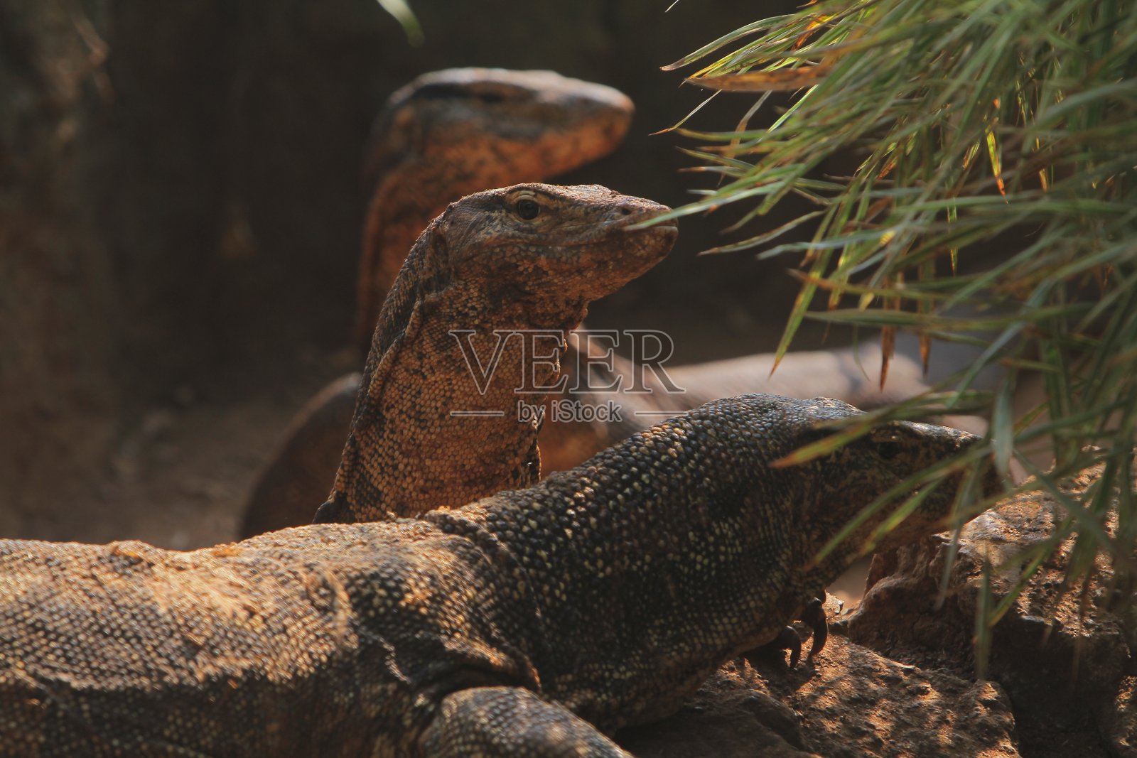 出来的蜥蜴照片摄影图片