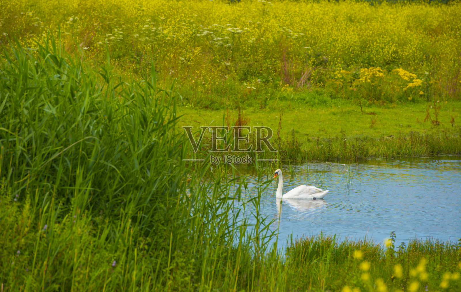夏日日出时湿地上长满芦苇的湖岸照片摄影图片