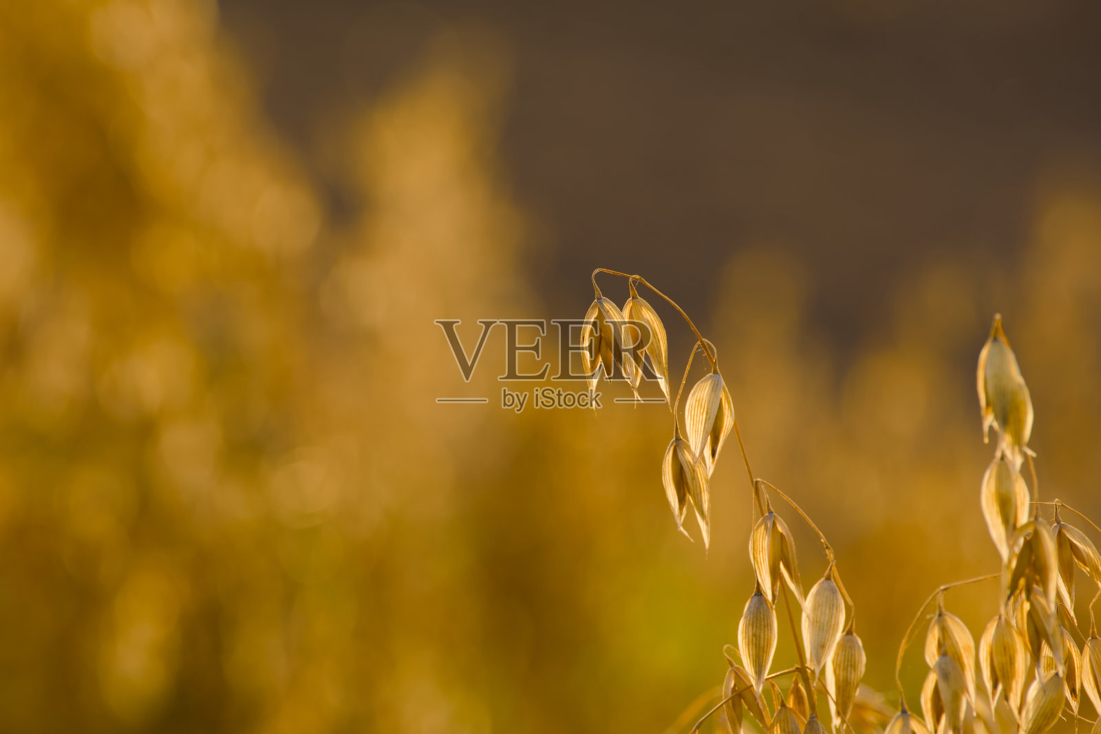 熟燕麦穗照片摄影图片