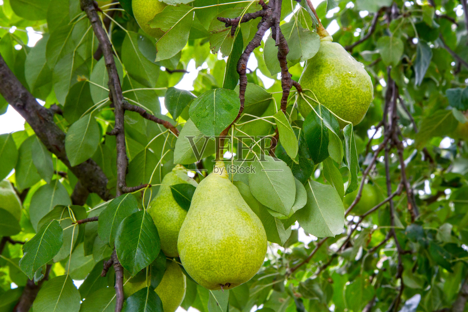 花园里树枝上成熟的梨子。照片摄影图片