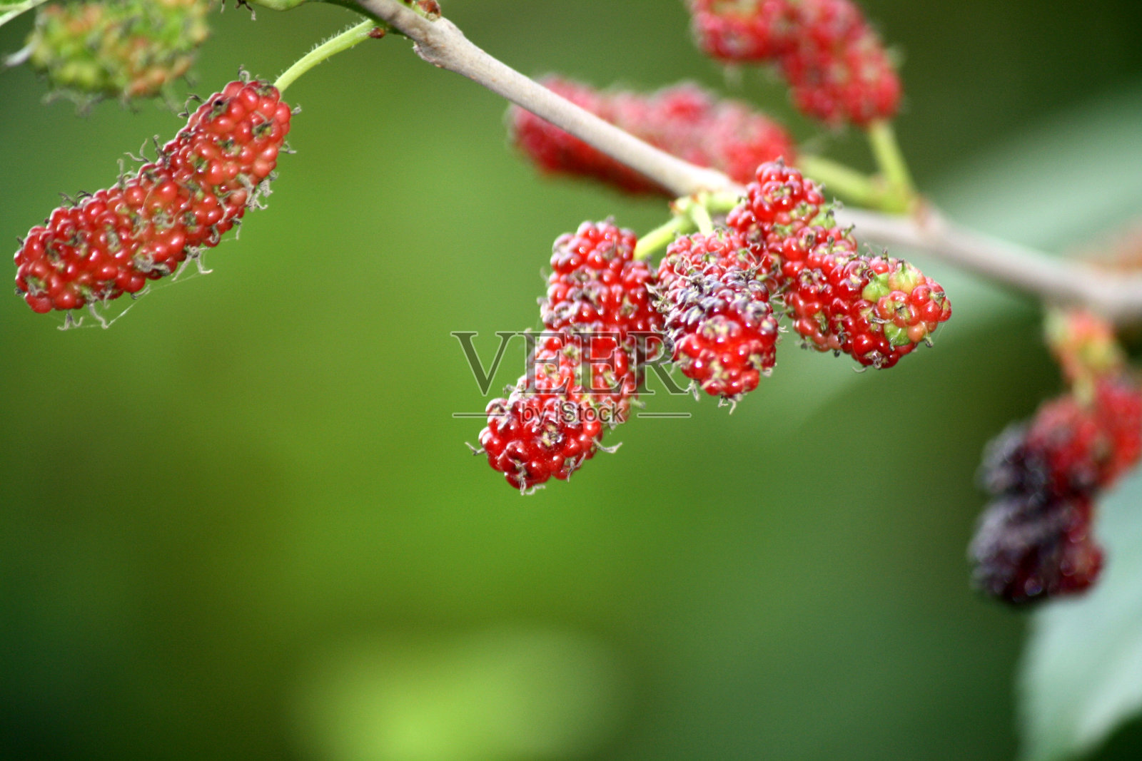 树上常见的桑树(Morus alba)果实(浆果):(图片来源:Sanjiv Shukla)照片摄影图片