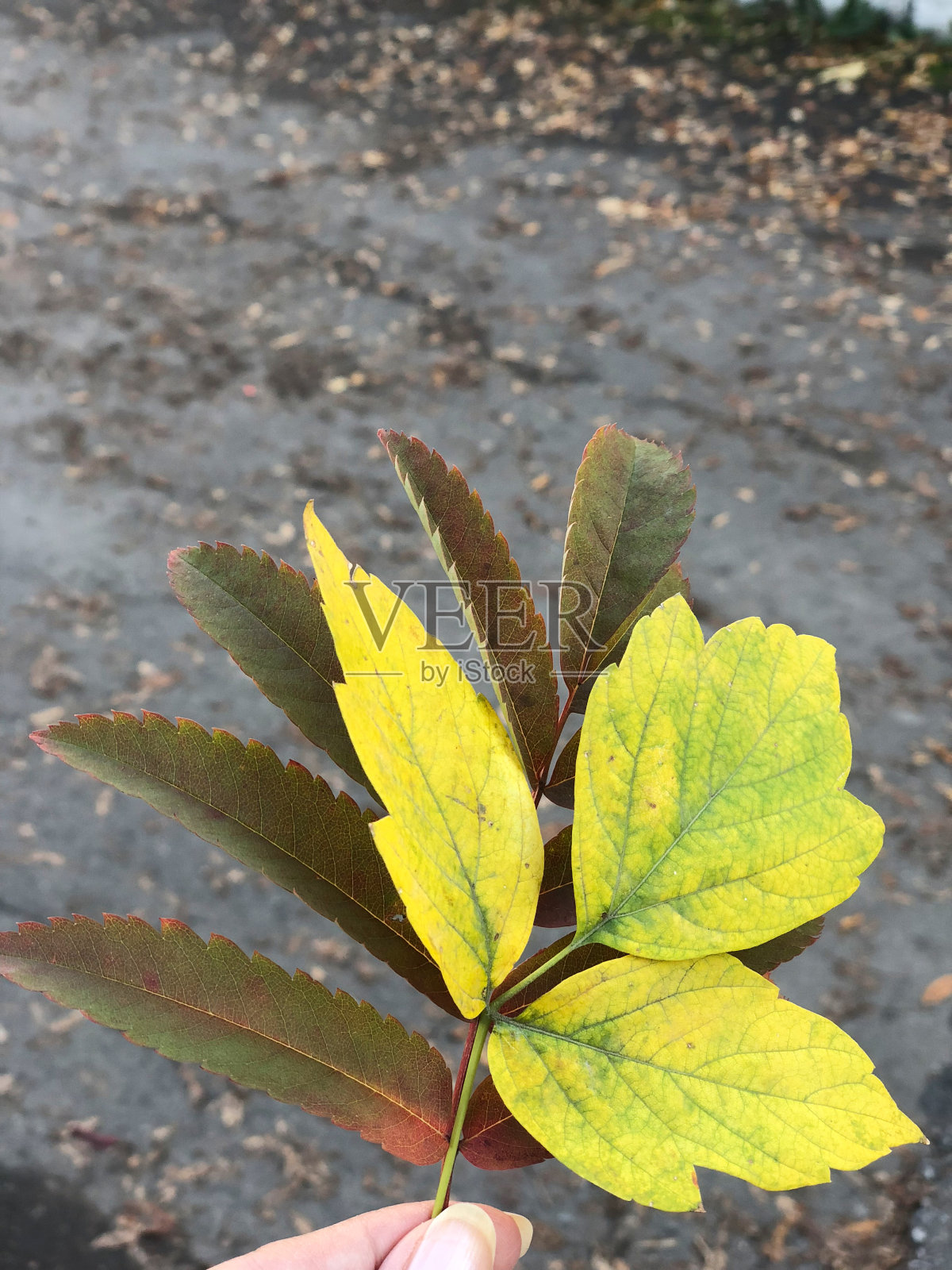 秋叶，特写。有选择性的重点。大自然。照片摄影图片