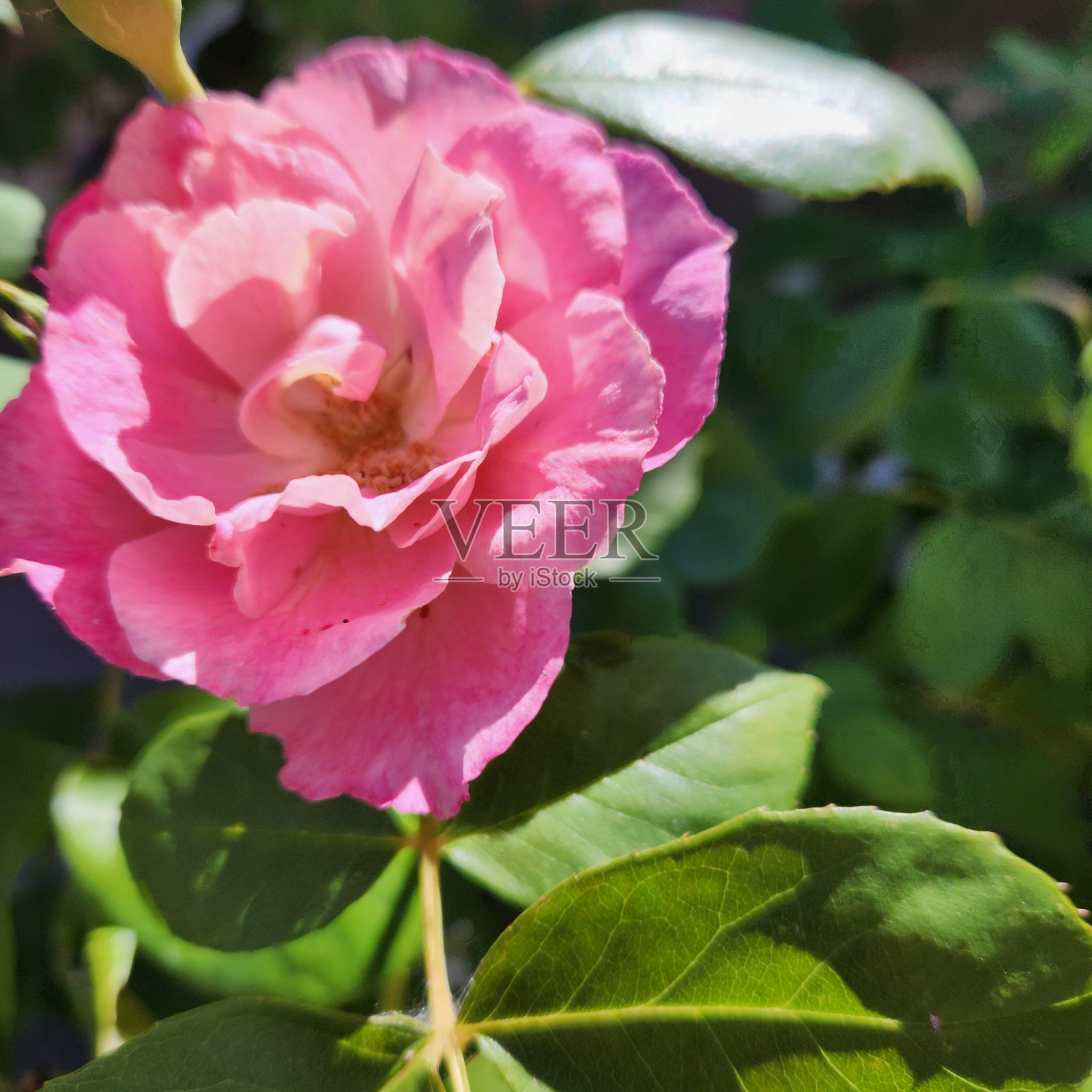 美丽的一天照片摄影图片