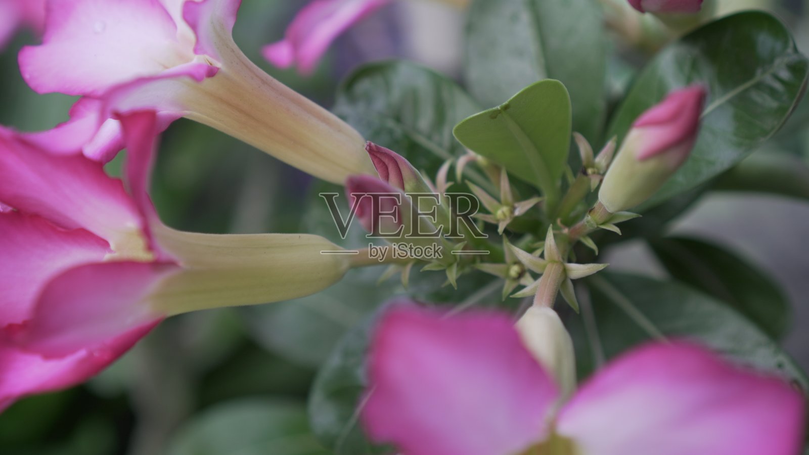 鸡蛋花照片摄影图片