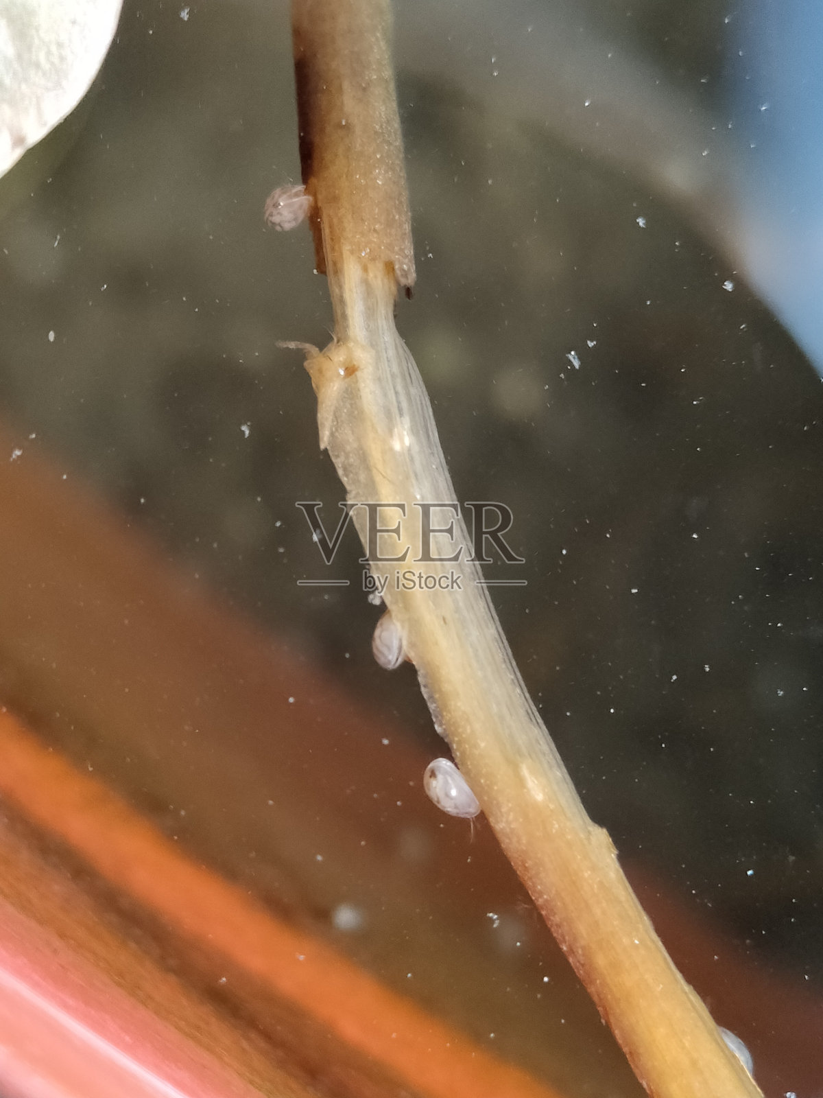 水生动物在水莲照片摄影图片