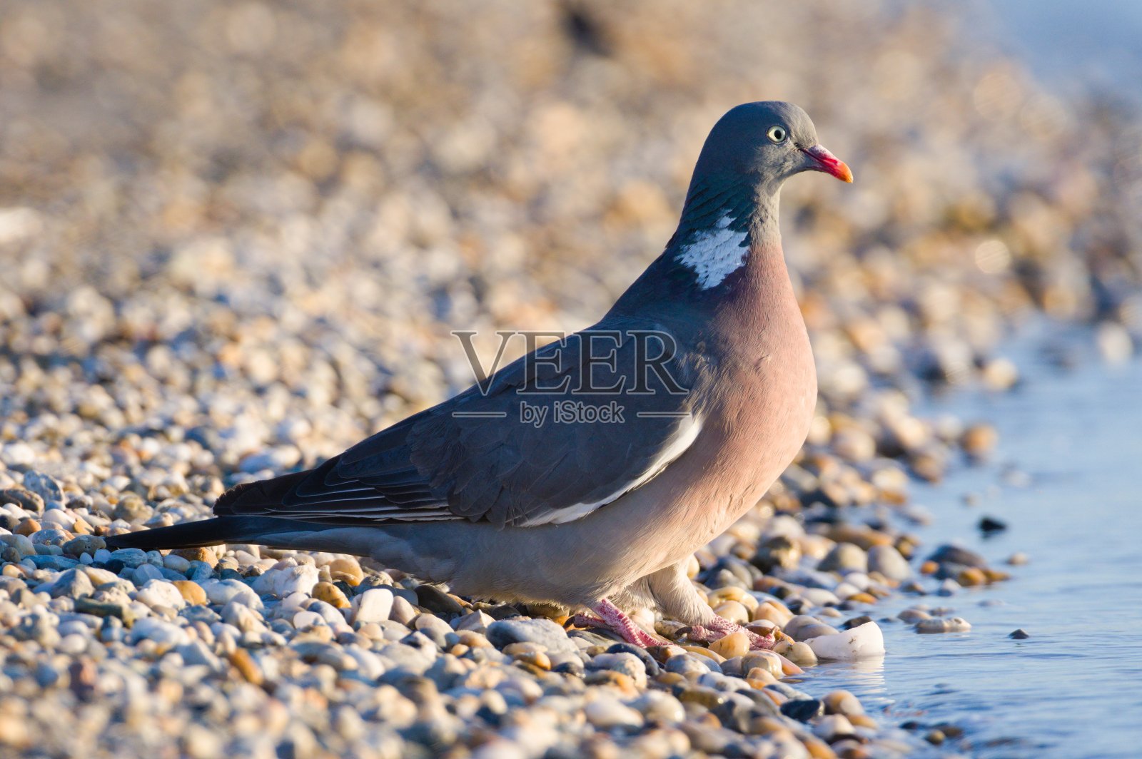 普通的鸽子，也就是普通的木鸽，正在喝湖中的水。照片摄影图片