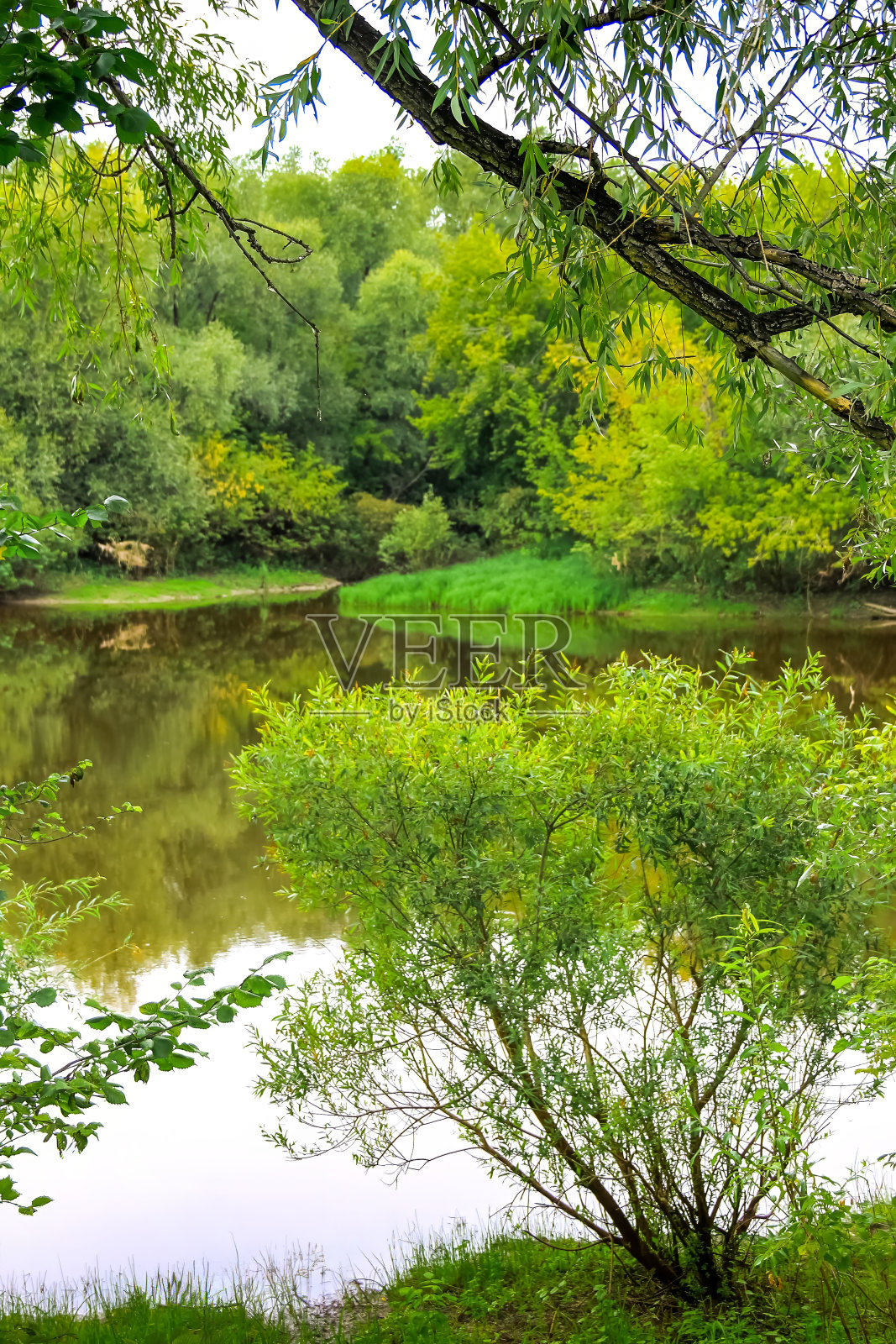 夏日里，绿色的树叶悬挂在平静的河流上，水面上泛起轻柔的涟漪照片摄影图片