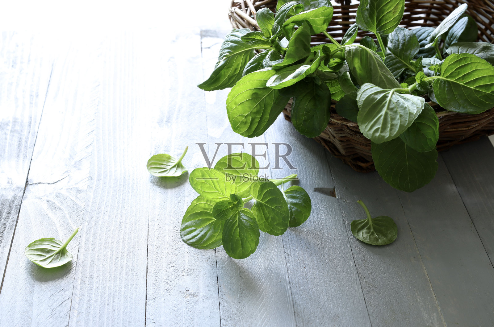 新鲜薄荷叶。照片摄影图片